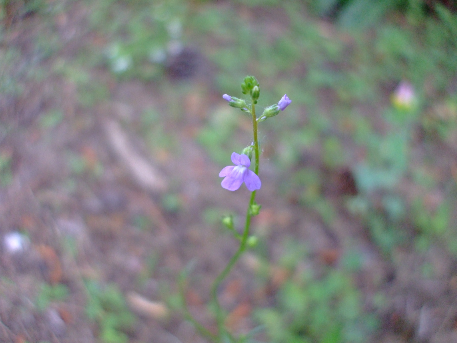 Nuttallanthus canadensis
